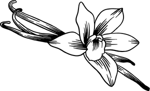 Equi Boost decoration